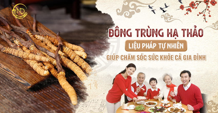 Đông trùng hạ thảo – Liệu pháp giúp chăm sóc sức khỏe cả gia đình